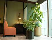 Green swap trend: Christmas trees out, houseplants in